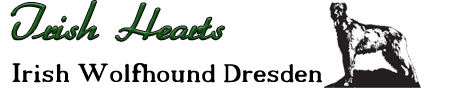 Irish Wolfhound Dresden